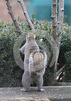 Eastern Gray Squirrel Standing Upright - Sciurus carolinensis