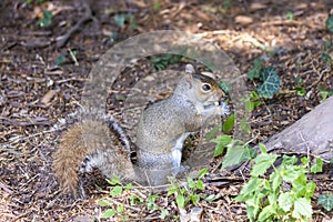 A cute eastern gray squirrel Sciurus carolinensis, also known as the grey squirrel