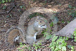 A cute eastern gray squirrel Sciurus carolinensis, also known as the grey squirrel