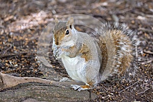 A cute eastern gray squirrel Sciurus carolinensis, also known as the grey squirrel