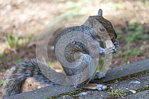 A cute eastern gray squirrel Sciurus carolinensis, also known as the grey squirrel