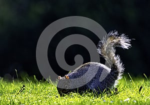 Eastern gray squirrel/ Sciurus carolinensis in British park
