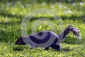 Eastern gray squirrel/ Sciurus carolinensis in British park