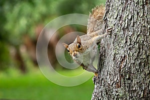 Eastern gray squirrel Sciurus carolinensis clinging to the side of a southern live oak tree Quercus virginiana