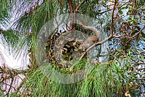 An Eastern gray squirrel Sciurus carolinensis constructs a drey nest in a South Florida slash pine - Davie, Florida, USAine