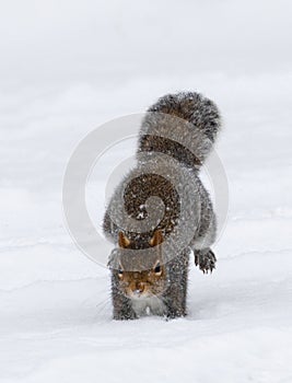 Eastern Gray Squirrel (Sciurus carolinensis)