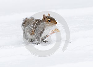 Eastern Gray Squirrel (Sciurus carolinensis)