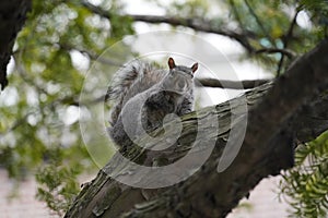 Eastern Gray Squirrel Sciurus carolinensis