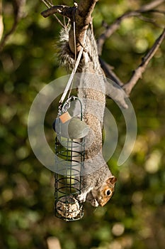 Eastern gray squirrel & x28;Sciurus carolinensis& x29; eating on bird feed