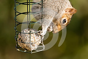 Eastern gray squirrel & x28;Sciurus carolinensis& x29; eating fat ball