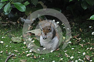 An eastern gray squirrel (Sciurus carolinensis), eating in a garden