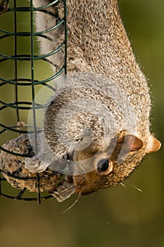 Eastern gray squirrel & x28;Sciurus carolinensis& x29; feeding on fat ball