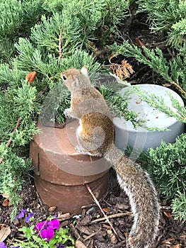 An eastern gray squirrel (Sciurus carolinensis), in a garden photo