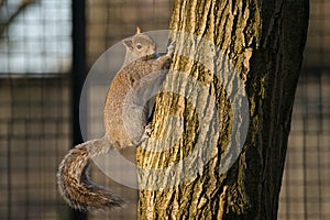 Squirrel on the tree trunk