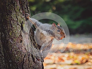 Eastern gray squirrel Sciurus carolinensis with hazelnut