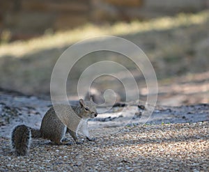 A Eastern Gray Squirrel Sciurus Carolinensis looking for food at Philippe Park on Tampa bay in Safety Harbor, Florida photo