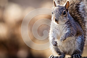 Eastern Gray Squirrel Sciurus carolinensis looks happy and cute in beautiful afternoon light, room for copy