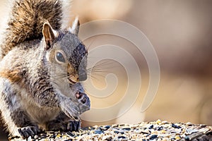 Orientale grigio scoiattolo aspetto Contento un Carino bellissimo nel pomeriggio la luce copiare 