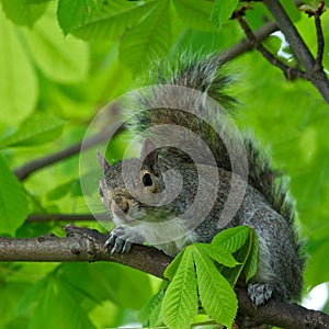 Eastern Gray Squirrel (Sciurus carolinensis) in natural blur background, squirrel sitting on the tree, Eastern Gray Squirrel