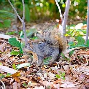 Eastern Gray Squirrel Sciurus carolinensis on park