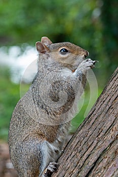 Eastern gray squirrel sciurus carolinensis