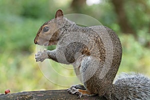 Eastern gray squirrel sciurus carolinensis