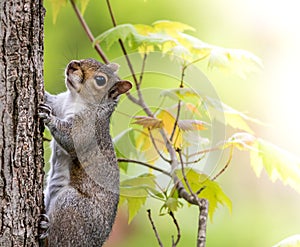 Eastern Gray Squirrel Sciurus carolinensis poses on Maple tree trunk in early spring
