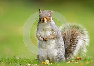 Eastern gray squirrel (Sciurus carolinensis)