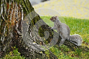 Eastern Gray Squirrel Sciurus carolinensis