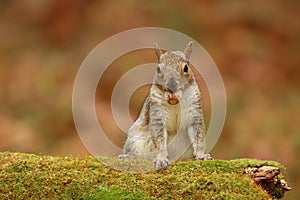 Eastern Gray Squirrel out foraging in Fall holding an acorn in its mouth