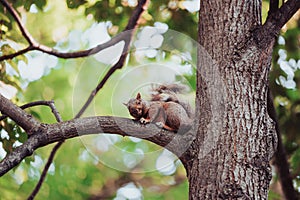 Eastern gray squirrel sitting on tree branch at Mount Royal park and looking to camera on sunny day