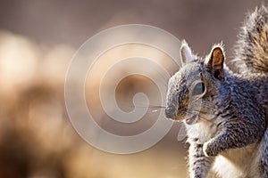 Eastern Gray Squirrel smiles in beautiful afternoon light