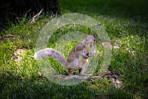 Eastern Gray Squirrel spotted in Central Park, New York City