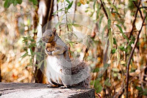 Eastern gray squirrel standing on a rock