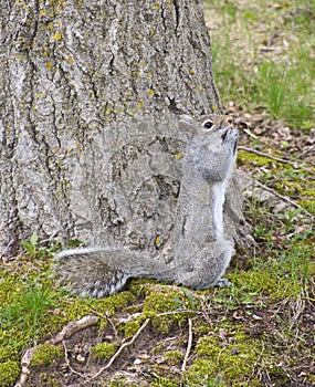 Eastern Gray Squirrel Standing Beside Tree Eating Walnut