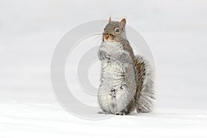 Eastern Gray Squirrel standing up on a Snowy Day in Winter