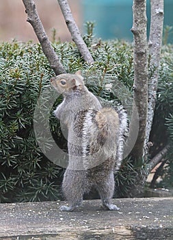 Eastern Gray Squirrel Standing Upright 2 - Sciurus carolinensis