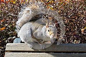 Eastern gray squirrel standing on a wooden bench