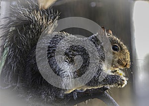 Eastern Gray Squirrel with Suet