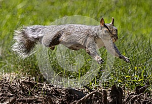 Eastern Gray Squirrel Takes a Leap