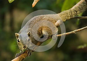 Eastern Gray Squirrel or Tree Squirrel