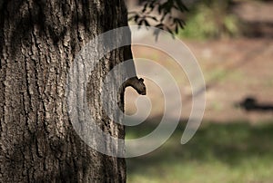 Eastern Gray Squirrel on a Tree Trunk