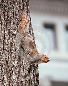 Eastern gray squirrel on a tree trunk with a peanut in its mouth.