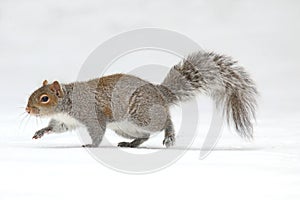 Eastern Gray Squirrel Walking on a Snowy Day in Winter