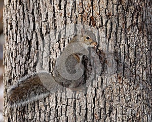 Eastern gray squirrel on white oak