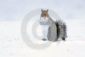 Eastern Gray Squirrel in Winter Snow