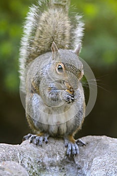 Eastern Gray SquirrelEating Nut - Sciurus carolinensis