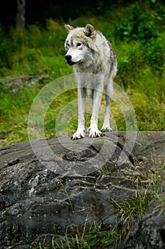 Eastern Gray Timber Wolf Standing on Rock