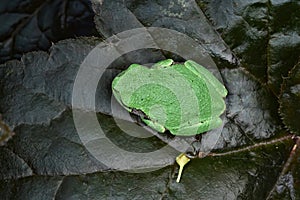 Eastern Gray Tree Frog on leaf