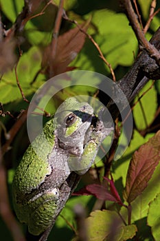 Eastern Gray Treefrog   807217